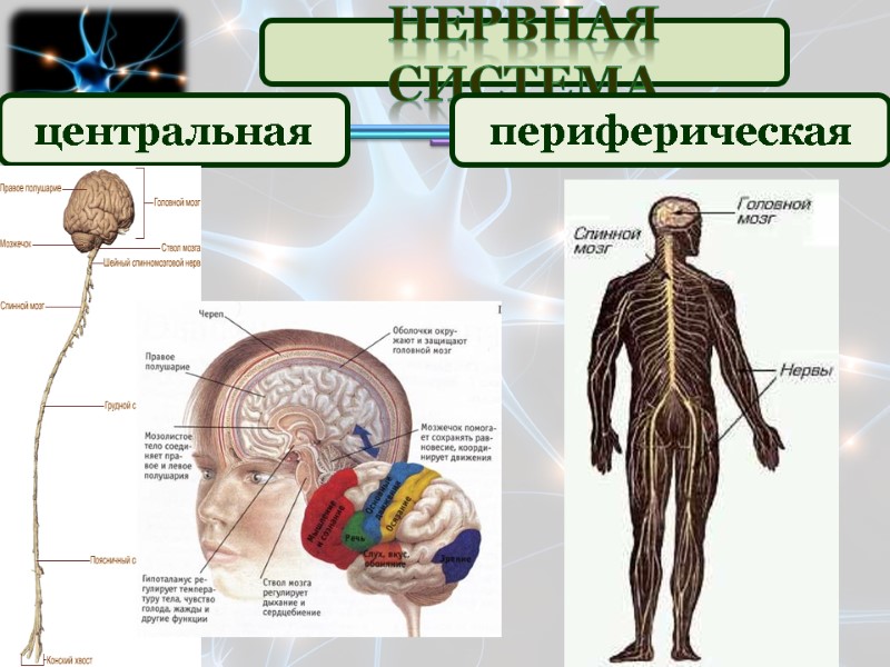 Нервная система центральная периферическая